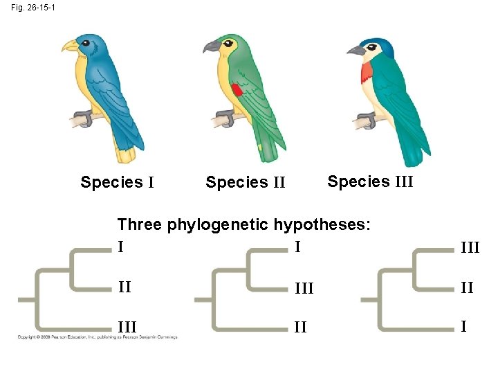 Fig. 26 -15 -1 Species III Species II Three phylogenetic hypotheses: I I III