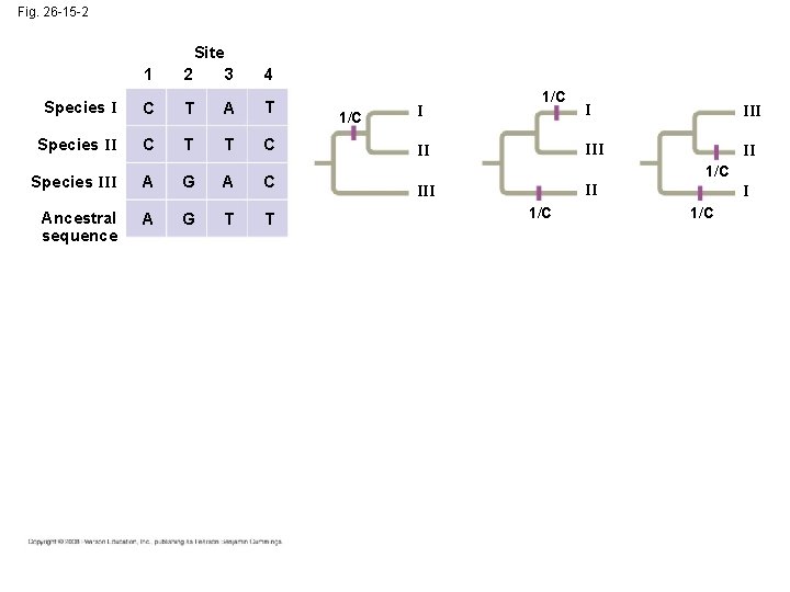 Fig. 26 -15 -2 Site 1 2 3 4 Species I C T A