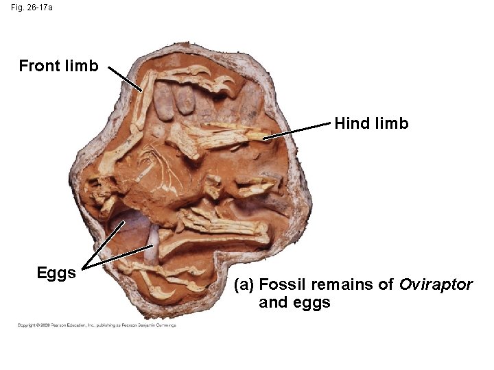 Fig. 26 -17 a Front limb Hind limb Eggs (a) Fossil remains of Oviraptor