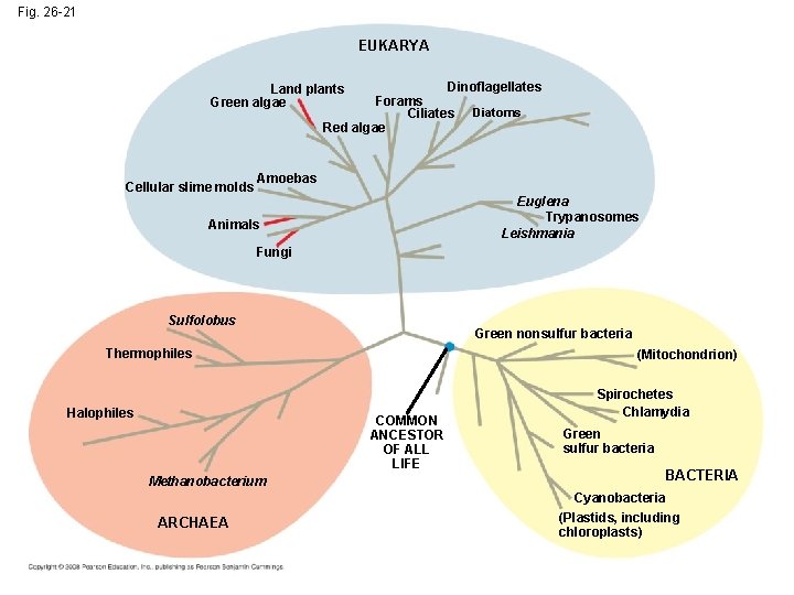 Fig. 26 -21 EUKARYA Dinoflagellates Forams Ciliates Diatoms Red algae Land plants Green algae