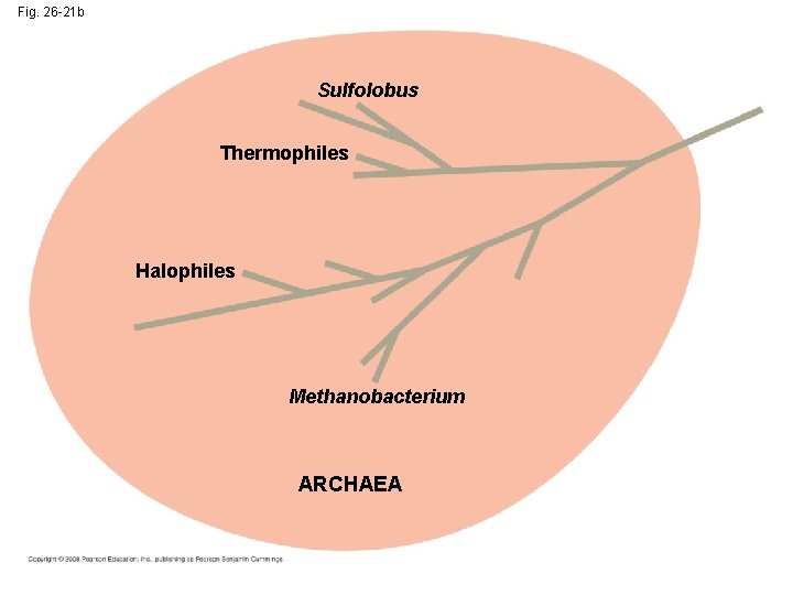 Fig. 26 -21 b Sulfolobus Thermophiles Halophiles Methanobacterium ARCHAEA 