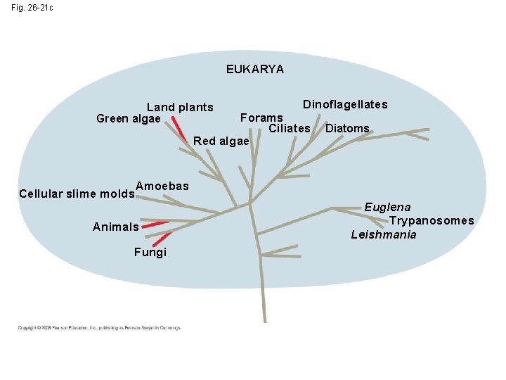 Fig. 26 -21 c EUKARYA Land plants Green algae Cellular slime molds Dinoflagellates Forams