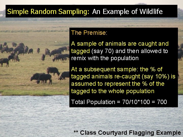 Simple Random Sampling: An Example of Wildlife The Premise: A sample of animals are