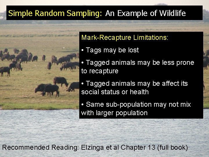 Simple Random Sampling: An Example of Wildlife Mark-Recapture Limitations: • Tags may be lost