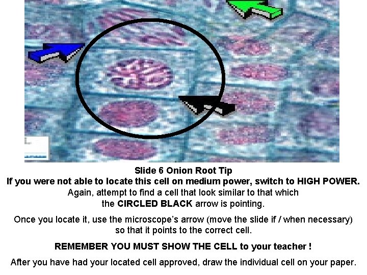 Slide 6 Onion Root Tip If you were not able to locate this cell
