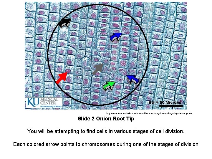 Bar = 50 Microns http: //www. kumc. edu/instruction/medicine/anatomy/histoweb/cytology. htm Slide 2 Onion Root Tip