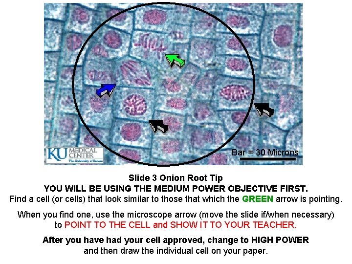 Bar = 30 Microns Slide 3 Onion Root Tip YOU WILL BE USING THE
