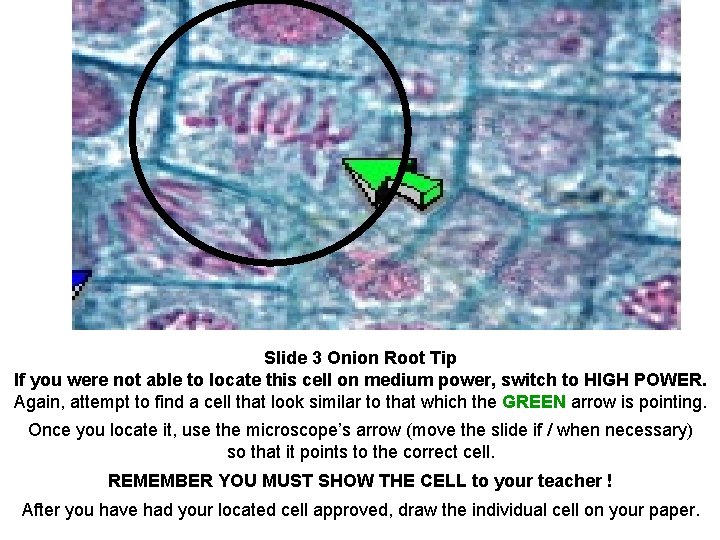 Slide 3 Onion Root Tip If you were not able to locate this cell