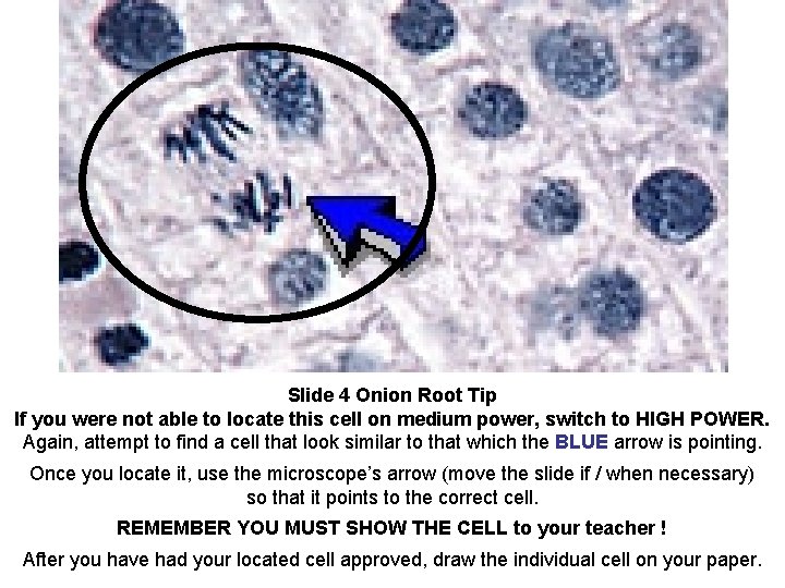 Slide 4 Onion Root Tip If you were not able to locate this cell
