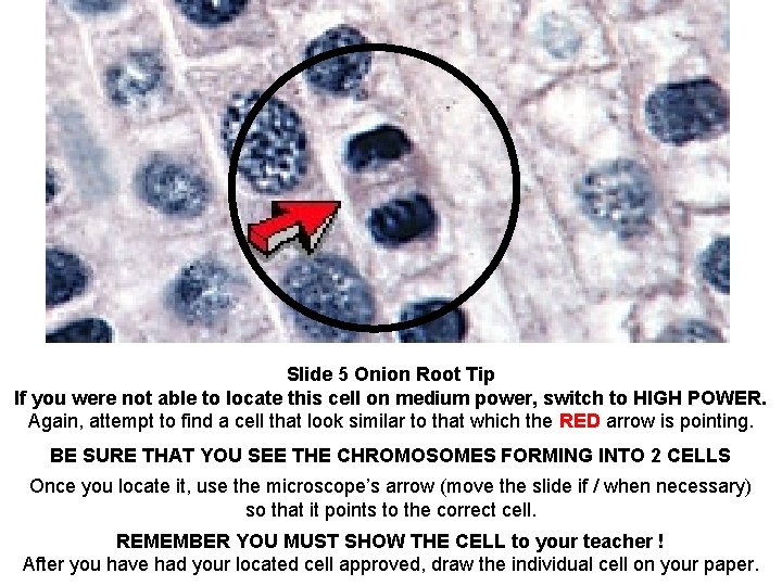Slide 5 Onion Root Tip If you were not able to locate this cell