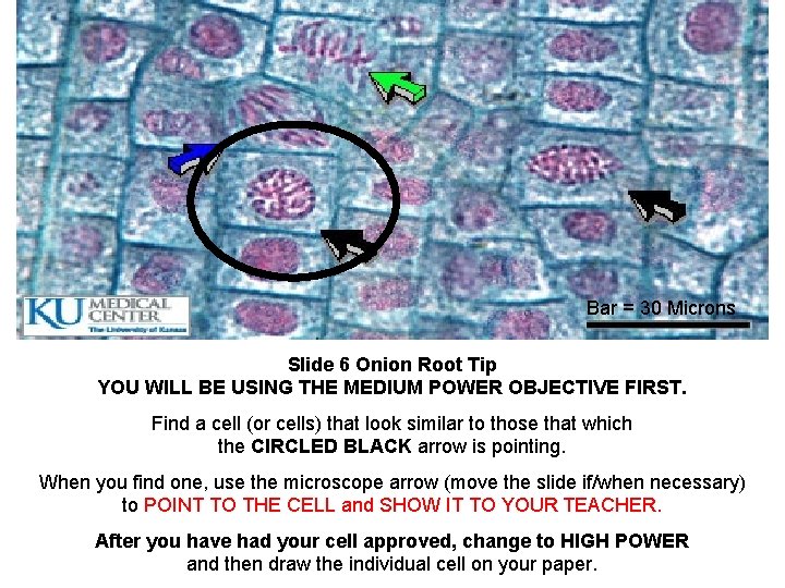 Bar = 30 Microns Slide 6 Onion Root Tip YOU WILL BE USING THE