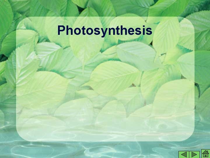 Photosynthesis Photosynthesis