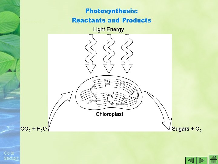 Photosynthesis: Section 8 -2 Reactants and Products Light Energy Chloroplast CO 2 + H Photosynthesis: Section 8 -2 Reactants and Products Light Energy Chloroplast CO 2 + H
