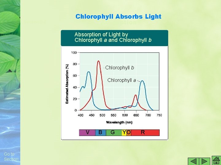 Section 8 -2 Chlorophyll Absorbs Light Absorption of Light by Chlorophyll a and Chlorophyll Section 8 -2 Chlorophyll Absorbs Light Absorption of Light by Chlorophyll a and Chlorophyll