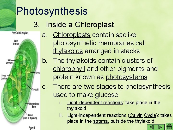 Photosynthesis 3. Inside a Chloroplast a. Chloroplasts contain saclike photosynthetic membranes call thylakoids arranged Photosynthesis 3. Inside a Chloroplast a. Chloroplasts contain saclike photosynthetic membranes call thylakoids arranged