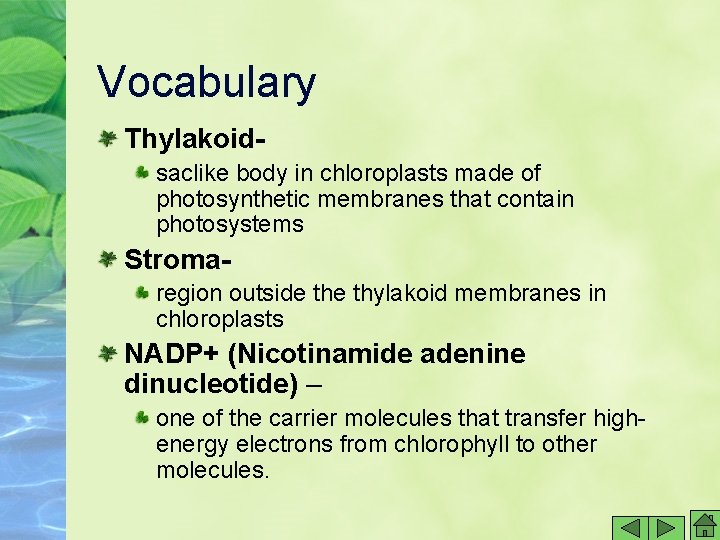 Vocabulary Thylakoidsaclike body in chloroplasts made of photosynthetic membranes that contain photosystems Stromaregion outside Vocabulary Thylakoidsaclike body in chloroplasts made of photosynthetic membranes that contain photosystems Stromaregion outside