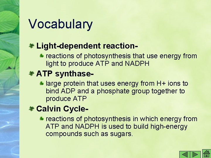 Vocabulary Light-dependent reactions of photosynthesis that use energy from light to produce ATP and Vocabulary Light-dependent reactions of photosynthesis that use energy from light to produce ATP and
