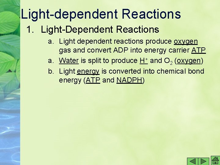 Light-dependent Reactions 1. Light-Dependent Reactions a. Light dependent reactions produce oxygen gas and convert Light-dependent Reactions 1. Light-Dependent Reactions a. Light dependent reactions produce oxygen gas and convert