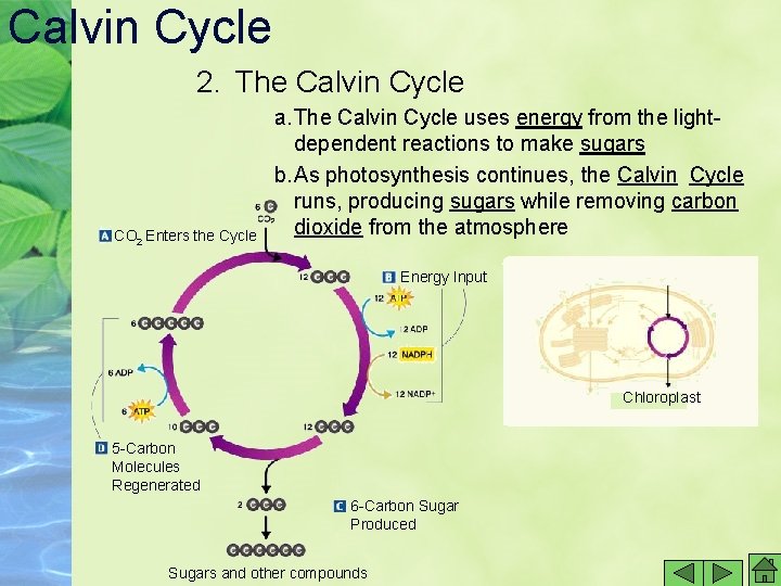 Calvin Cycle 2. The Calvin Cycle CO 2 Enters the Cycle a. The Calvin Calvin Cycle 2. The Calvin Cycle CO 2 Enters the Cycle a. The Calvin
