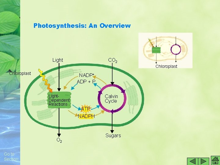 Section 8 -3 Photosynthesis: An Overview Light CO 2 Chloroplast NADP+ ADP + P Section 8 -3 Photosynthesis: An Overview Light CO 2 Chloroplast NADP+ ADP + P