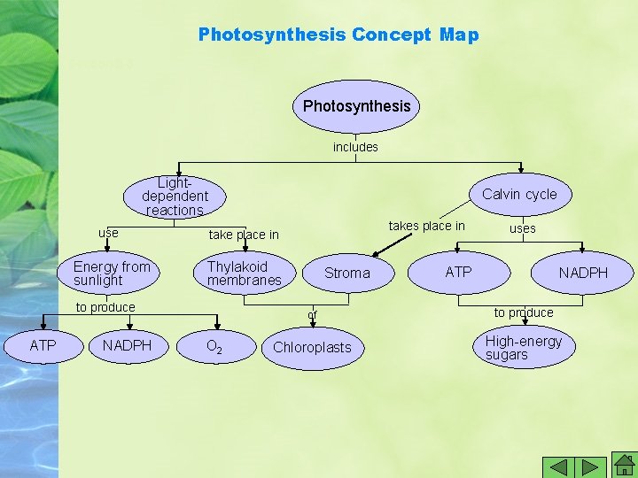 Photosynthesis Concept Map Section 8 -3 Photosynthesis includes Lightdependent reactions Calvin cycle use take Photosynthesis Concept Map Section 8 -3 Photosynthesis includes Lightdependent reactions Calvin cycle use take