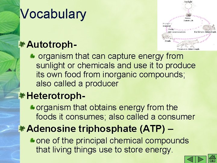 Vocabulary Autotrophorganism that can capture energy from sunlight or chemicals and use it to Vocabulary Autotrophorganism that can capture energy from sunlight or chemicals and use it to