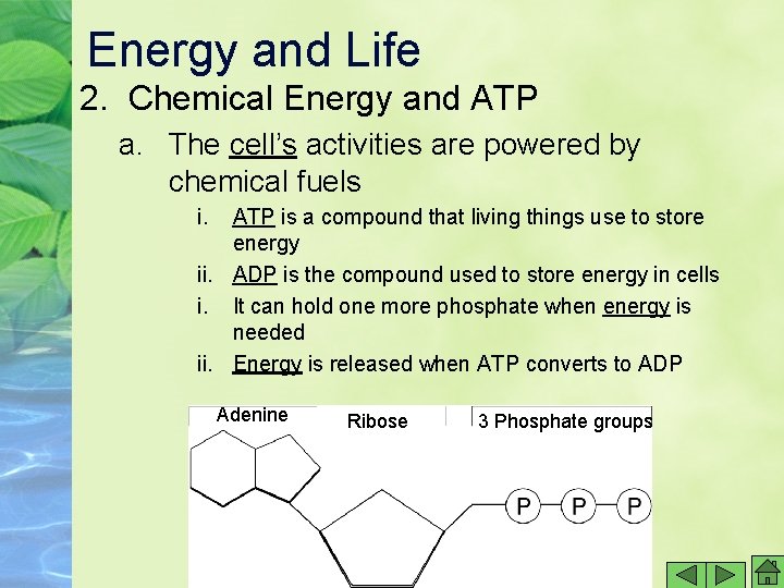 Energy and Life 2. Chemical Energy and ATP a. The cell’s activities are powered Energy and Life 2. Chemical Energy and ATP a. The cell’s activities are powered