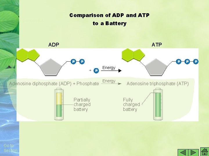 Comparison of ADP and ATP Section 8 -1 to a Battery ADP ATP Energy Comparison of ADP and ATP Section 8 -1 to a Battery ADP ATP Energy