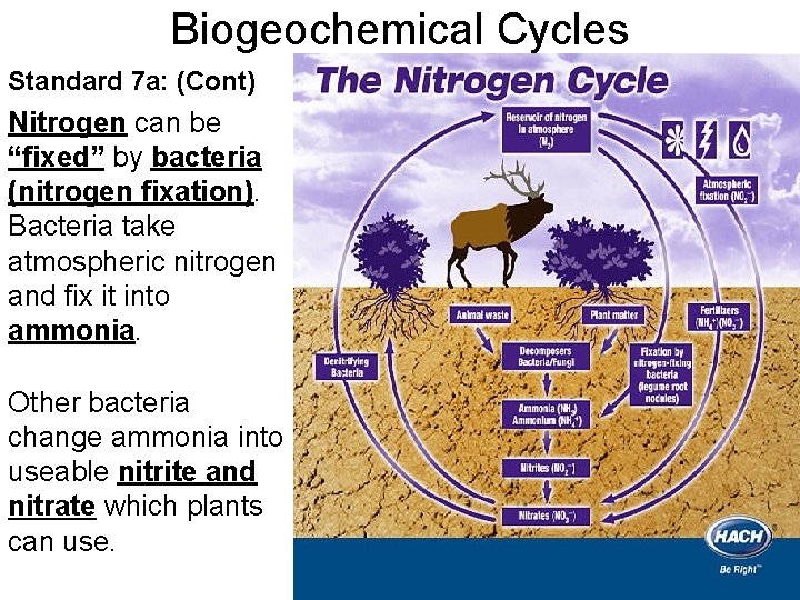 Biogeochemical Cycles Standard 7 a: (Cont) Nitrogen can be “fixed” by bacteria (nitrogen fixation).