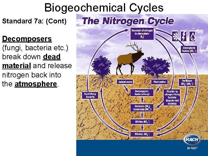 Biogeochemical Cycles Standard 7 a: (Cont) Decomposers (fungi, bacteria etc. ) break down dead