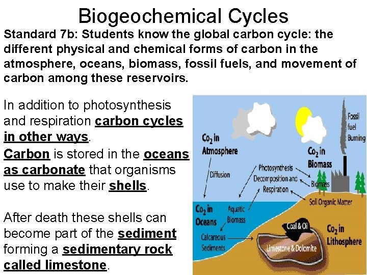 Biogeochemical Cycles Standard 7 b: Students know the global carbon cycle: the different physical
