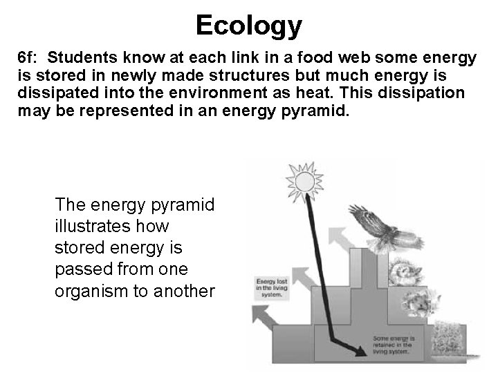 Ecology 6 f: Students know at each link in a food web some energy