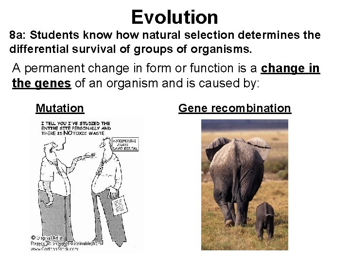 Evolution 8 a: Students know how natural selection determines the differential survival of groups