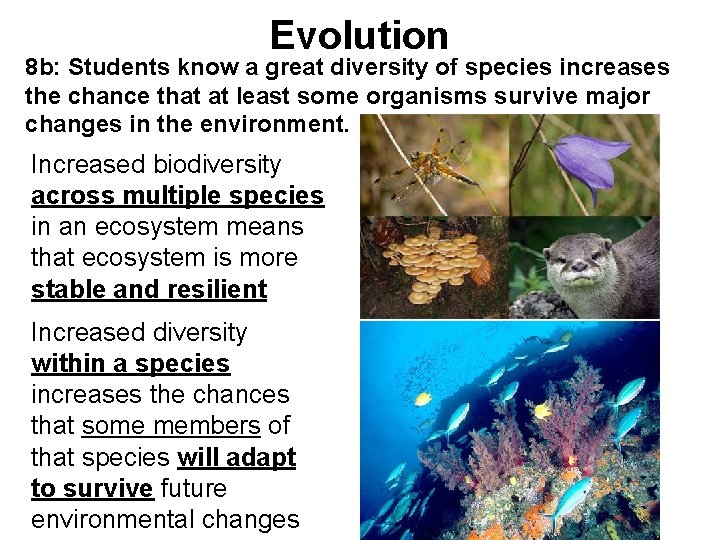 Evolution 8 b: Students know a great diversity of species increases the chance that