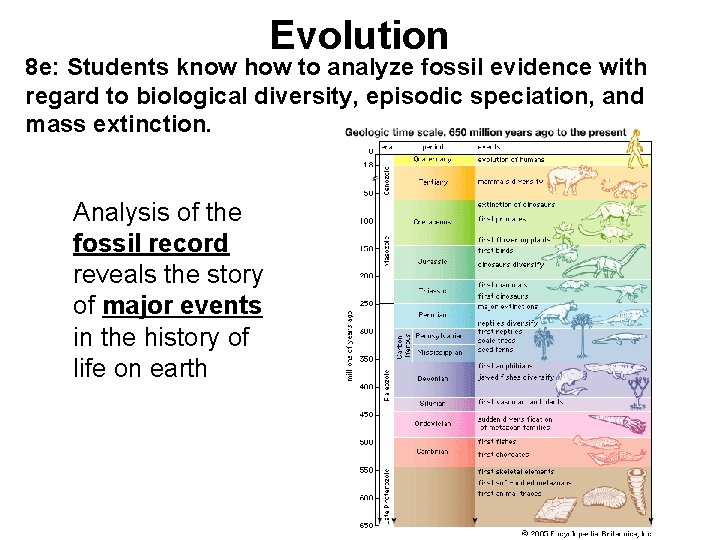 Evolution 8 e: Students know how to analyze fossil evidence with regard to biological