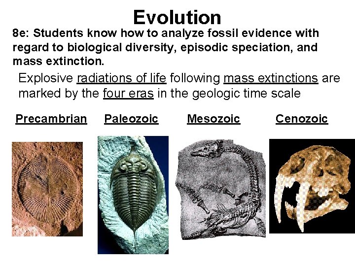 Evolution 8 e: Students know how to analyze fossil evidence with regard to biological