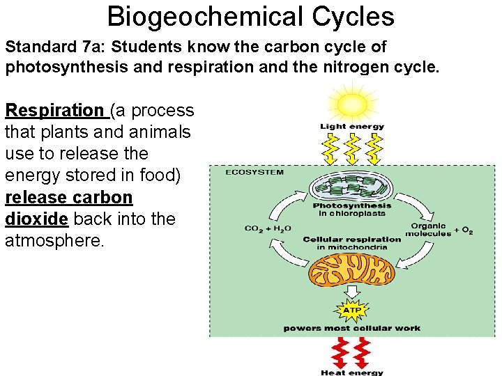 Biogeochemical Cycles Standard 7 a: Students know the carbon cycle of photosynthesis and respiration