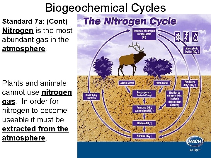 Biogeochemical Cycles Standard 7 a: (Cont) Nitrogen is the most abundant gas in the