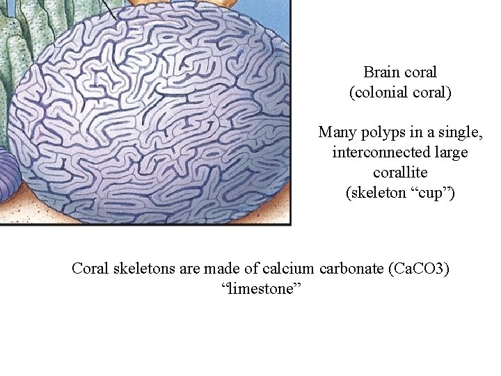 Figure 14. 6 Brain coral (colonial coral) Many polyps in a single, interconnected large