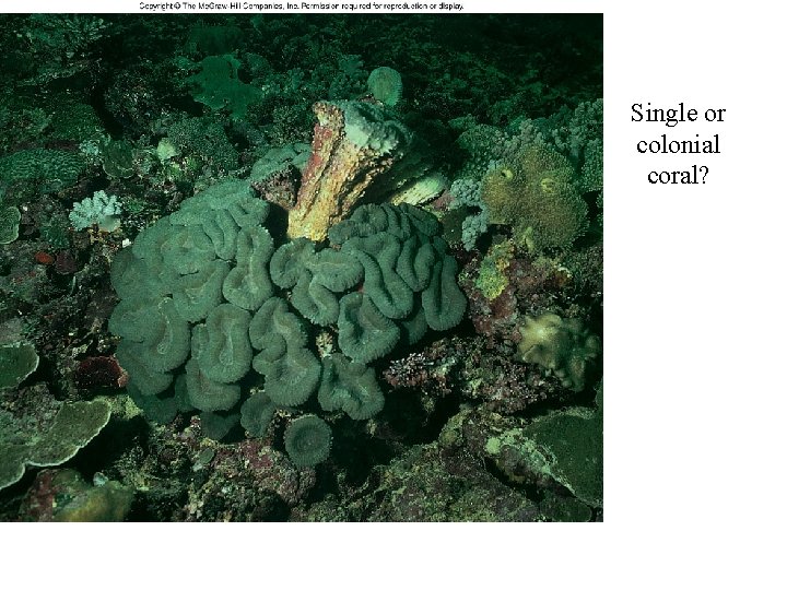 Single or colonial coral? 