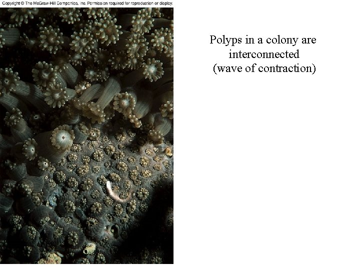 Figure 14. 3 Polyps in a colony are interconnected (wave of contraction) 