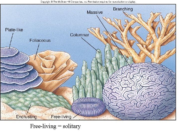 Figure 14. 6 Free-living = solitary 