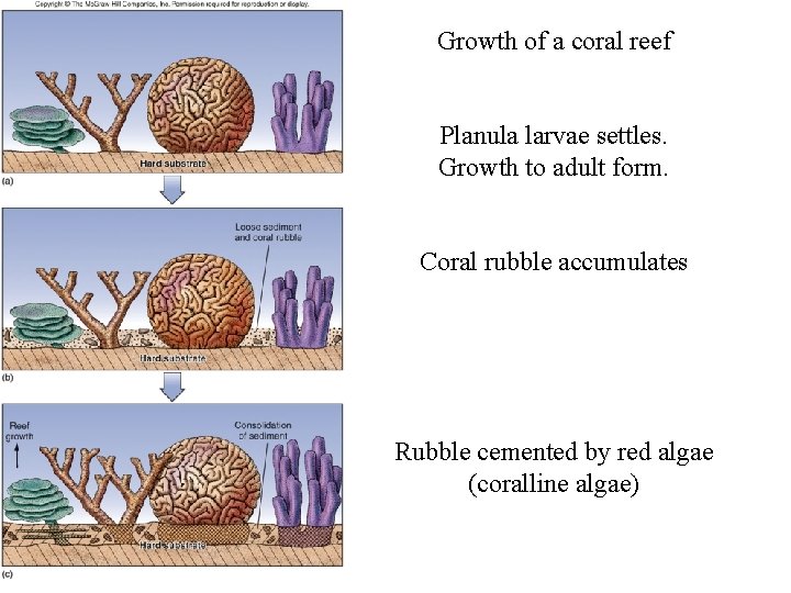 Growth of a coral reef Planula larvae settles. Growth to adult form. Coral rubble