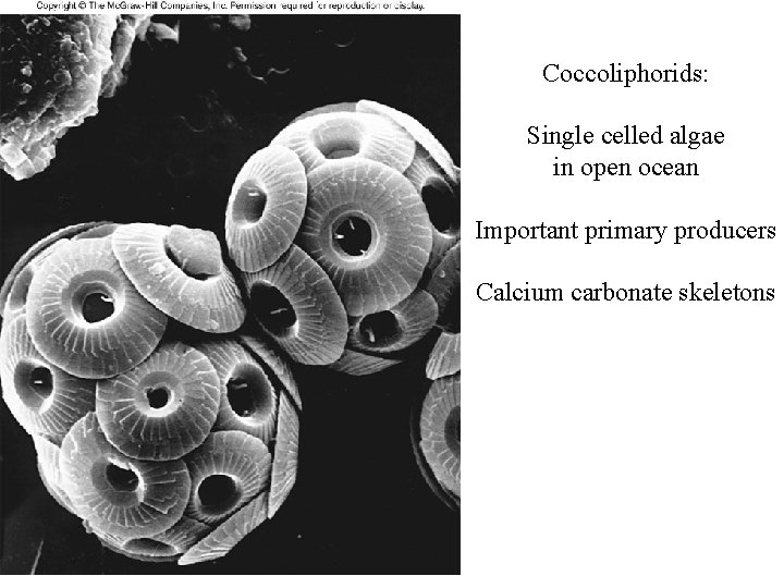 Coccoliphorids: Single celled algae in open ocean Important primary producers Calcium carbonate skeletons 