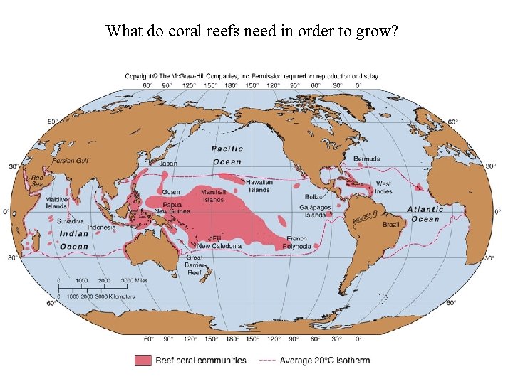 What do coral reefs need in order to grow? 