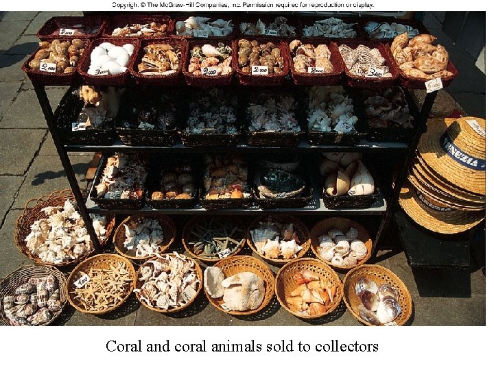 Coral and coral animals sold to collectors 
