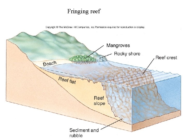 Fringing reef 