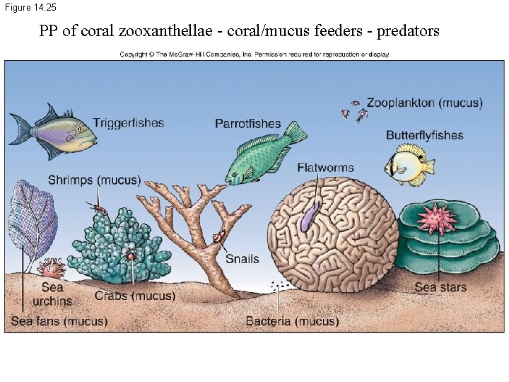 Figure 14. 25 PP of coral zooxanthellae - coral/mucus feeders - predators 
