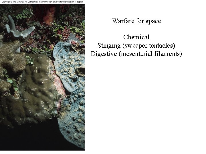 Figure 14. 27 Warfare for space Chemical Stinging (sweeper tentacles) Digestive (mesenterial filaments) 