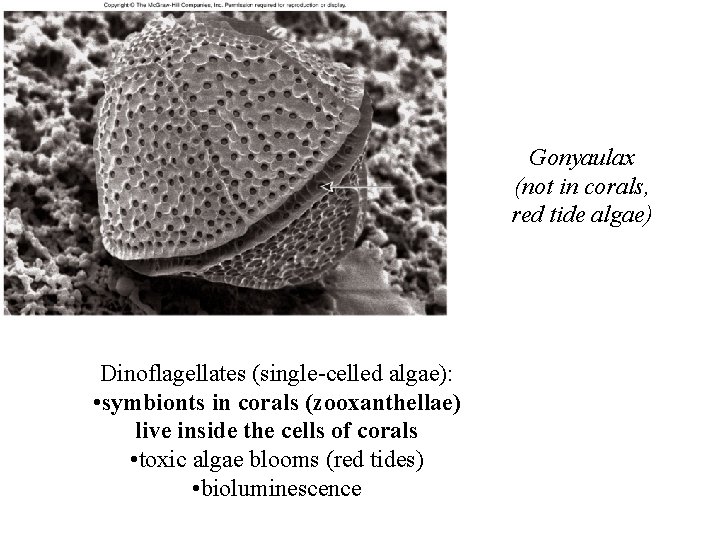 Gonyaulax (not in corals, red tide algae) Dinoflagellates (single-celled algae): • symbionts in corals